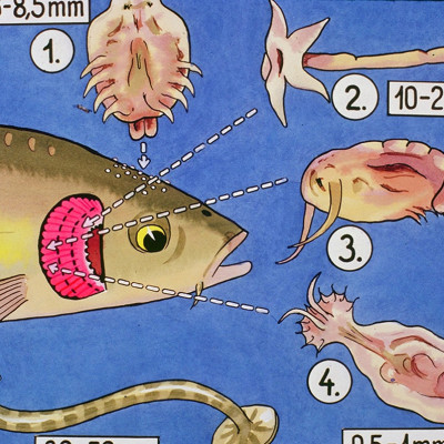 Đèn UV 75W AQUA SUV+ Diệt Khuẩn, Rêu Tảo Hồ Cá Koi , Xử Lý Nước Thải, Nước Sinh Hoạt Trong 7 Ngày