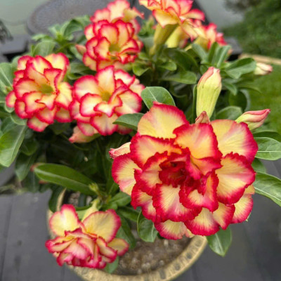 Hạt giống hoa sứ kép Thái Lan - Bịch 10 hạt – Mã số 1996