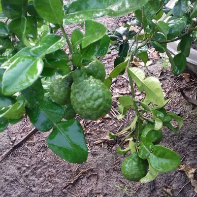 Tinh dầu Chanh tươi (Chanh Thái) 50ml Mộc Mây - tinh dầu thiên nhiên nguyên chất 100% - chất lượng và mùi hương vượt trội - Có kiểm định