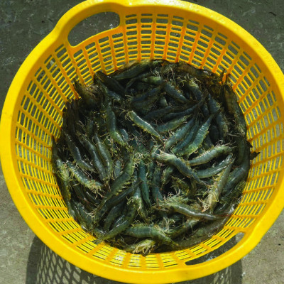 Kháng sinh cho nhiễm trùng đường hô hấp SULTRI MIX