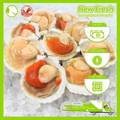 Sò Điệp Nhật Nửa Mảnh Size Nhỏ - Túi 1Kg