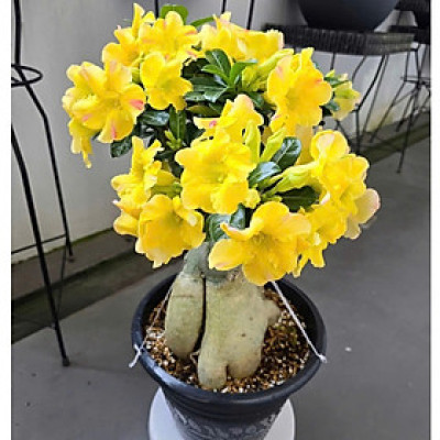 Hạt giống hoa sứ kép Thái Lan - Bịch 10 hạt – Mã số 1954