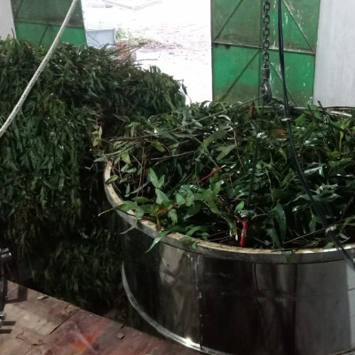 Tinh dầu Tràm gió Organic hữu cơ Mộc Mây - tinh dầu thiên nhiên nguyên chất 100% - dùng xông tắm ngừa cảm lạnh, giảm côn trùng cắn đốt cho Bé, Trẻ sơ sinh và Trẻ nhỏ | An toàn cho làn da nhạy cảm của Bé