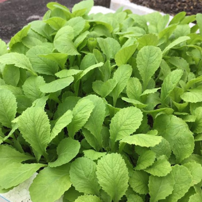 Hạt giống cải ăn non baby No1 gói 20g VTS76