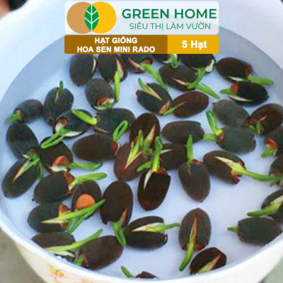 Hạt Giống Hoa Sen Mini Rado GreenHome, Gói 5 Hạt, Nhiều Màu, Dễ Trồng, Dễ Chăm, Nảy Mầm Tốt H21