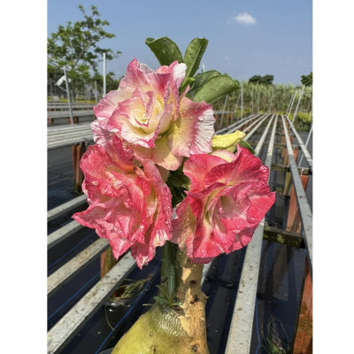 Hạt giống hoa sứ Thái Lan cánh tiên nhiều tầng ghép 3 màu đỏ cam vàng - Bịch 10 hạt – Mã số 2090