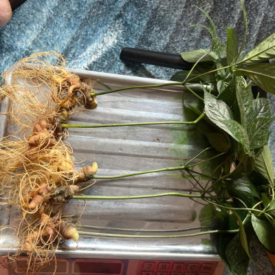 cây sâm ngọc linh núi Nam Trà My