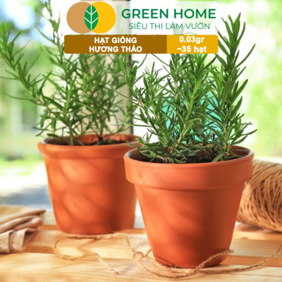 Hạt Giống Cây Hương Thảo GreenHome, Rosemary, Gói 0,03g~35 hạt, Dễ Trồng, Thu Hoạch Quanh Năm G06