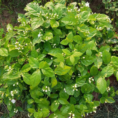 Tinh dầu hoa Lài (nhài) 50ml Mộc Mây - nguyên chất 100% từ thiên nhiên - chất lượng và mùi hương vượt trội