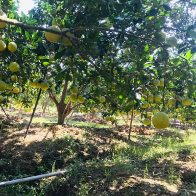 Tinh dầu Bưởi Chùm (bưởi Hồng, bưởi Úc) 50ml Mộc Mây - tinh dầu thiên nhiên nguyên chất 100% - chất lượng và mùi hương vượt trội