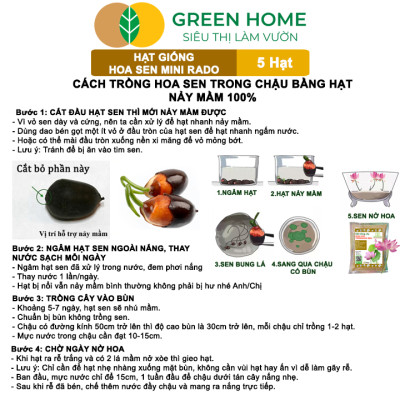 Hạt Giống Hoa Sen Mini Rado GreenHome, Gói 5 Hạt, Nhiều Màu, Dễ Trồng, Dễ Chăm, Nảy Mầm Tốt H21