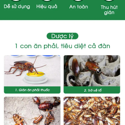 Combo 4 hộp viên diệt gián sinh học AMB, thuốc diệt gián Đức hiệu quả nhanh chóng, an toàn sức khỏe, hộp 8 viên